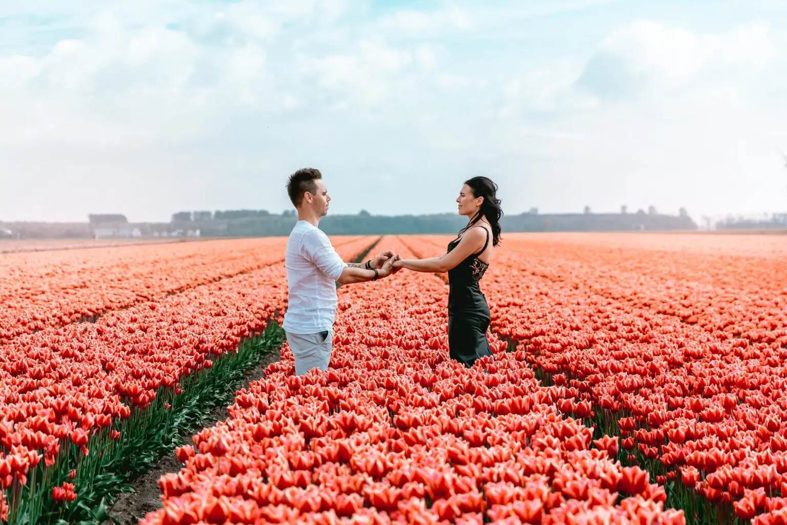 Couple standing together in blooming tulip fields near Amsterdam during spring season