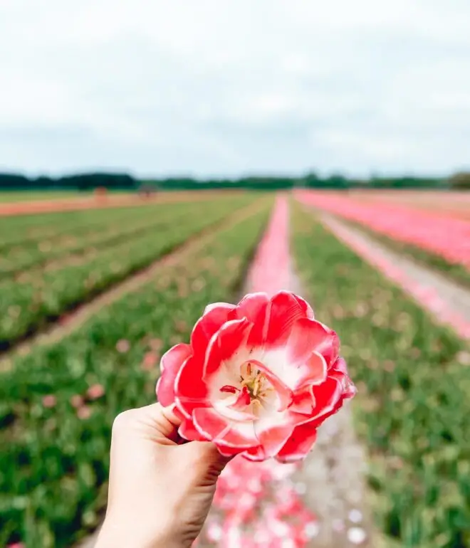 Hand holding a pink tulip in blooming tulip fields near Amsterdam in spring