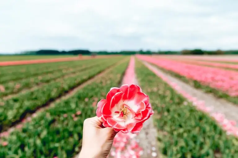 Hand holding a pink tulip in blooming tulip fields near Amsterdam in spring