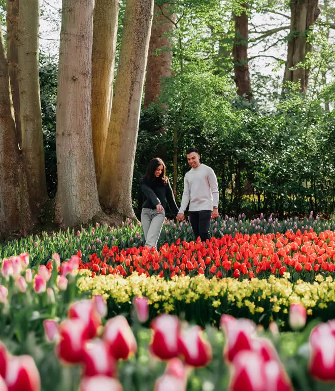 Couple walking through colorful tulip gardens near Amsterdam during spring season